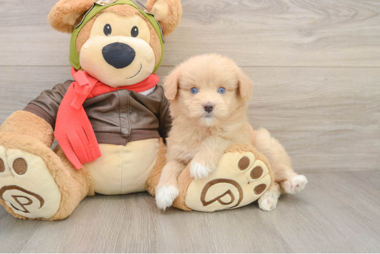 Energetic Pomsky Doodle Poodle Mix Puppy