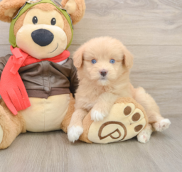 5 week old Mini Pomskydoodle Puppy For Sale - Windy City Pups