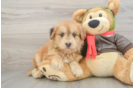 Fluffy Mini Pomskydoodle Poodle Mix Pup