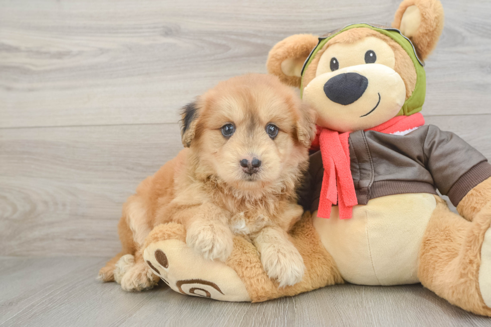 Fluffy Mini Pomskydoodle Poodle Mix Pup