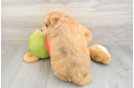 Mini Pomskydoodle Puppy for Adoption