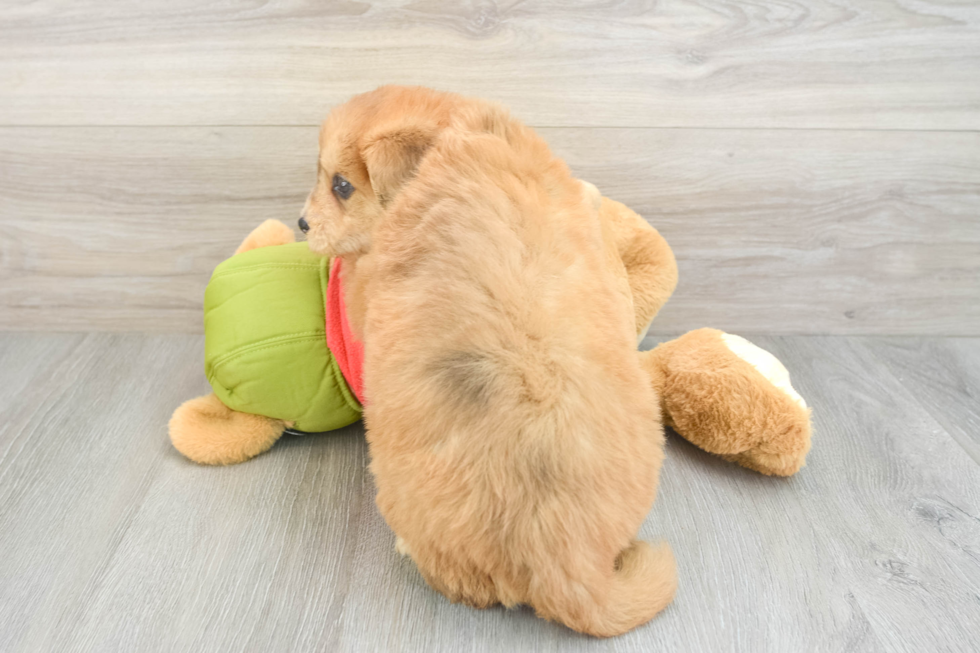 Mini Pomskydoodle Puppy for Adoption