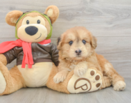 5 week old Mini Pomskydoodle Puppy For Sale - Windy City Pups