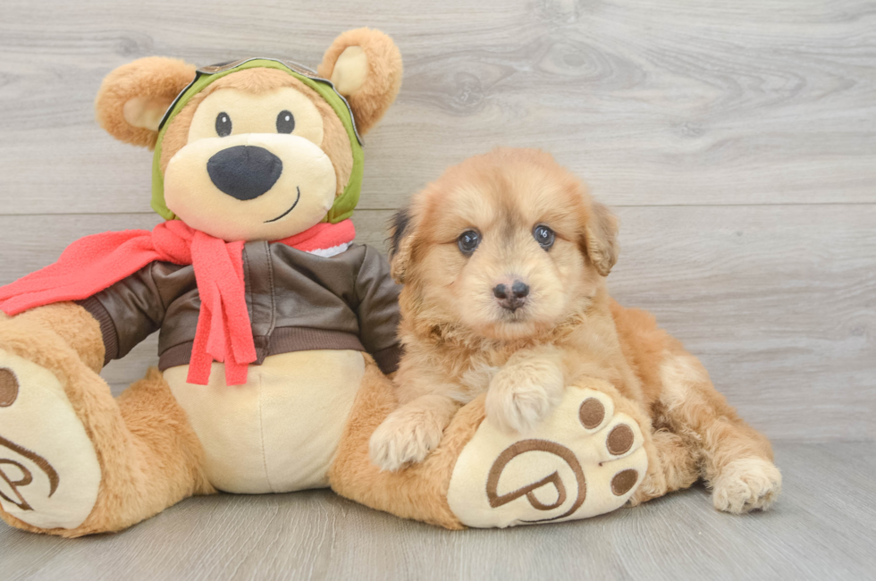 5 week old Mini Pomskydoodle Puppy For Sale - Windy City Pups