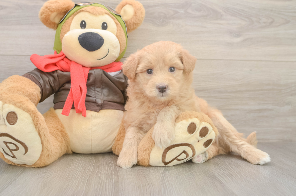 5 week old Mini Pomskydoodle Puppy For Sale - Windy City Pups