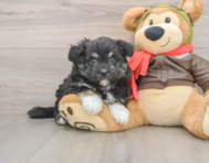 5 week old Mini Pomskydoodle Puppy For Sale - Windy City Pups