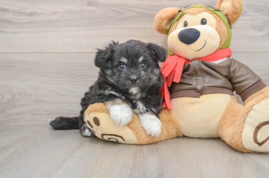 Mini Pomskydoodle Puppy for Adoption