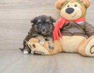 5 week old Mini Pomskydoodle Puppy For Sale - Windy City Pups