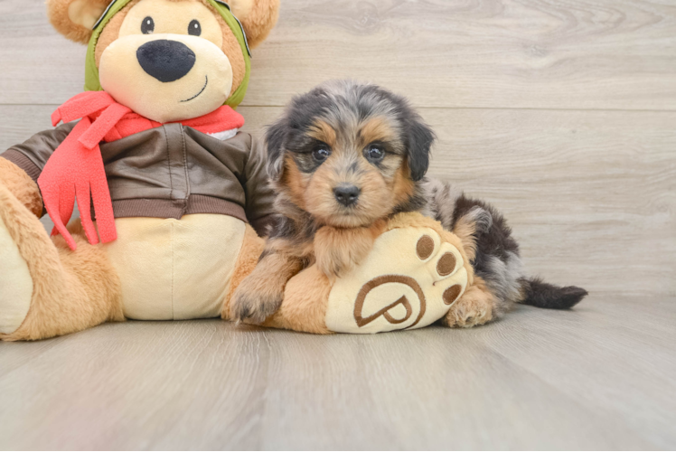 Mini Pomskydoodle Puppy for Adoption