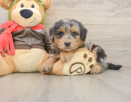 6 week old Mini Pomskydoodle Puppy For Sale - Windy City Pups