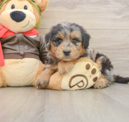 5 week old Mini Pomskydoodle Puppy For Sale - Windy City Pups