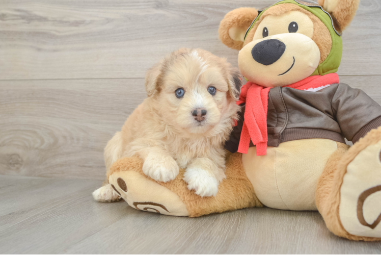 Hypoallergenic Mini Pomskydoodle Poodle Mix Puppy