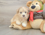 7 week old Mini Pomskydoodle Puppy For Sale - Windy City Pups