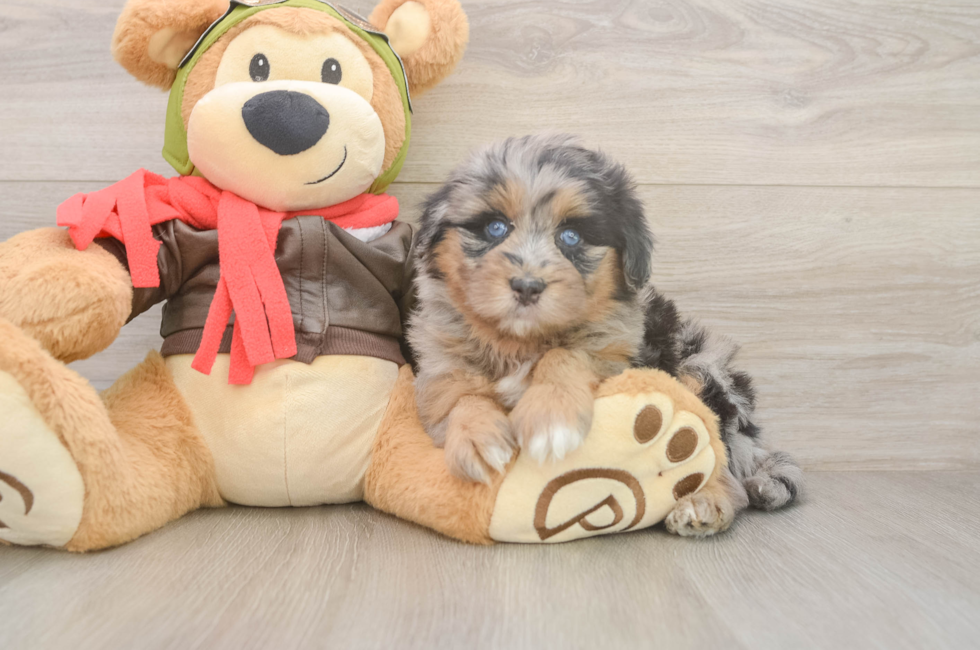 5 week old Mini Pomskydoodle Puppy For Sale - Windy City Pups