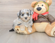 5 week old Mini Pomskydoodle Puppy For Sale - Windy City Pups