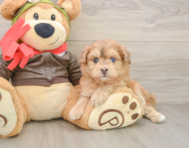 5 week old Mini Pomskydoodle Puppy For Sale - Windy City Pups