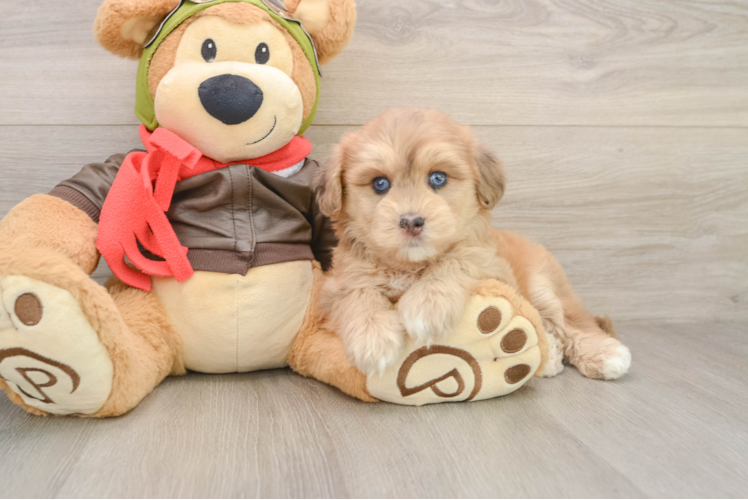 Mini Pomskydoodle Puppy for Adoption