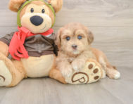 6 week old Mini Pomskydoodle Puppy For Sale - Windy City Pups