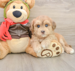 6 week old Mini Pomskydoodle Puppy For Sale - Windy City Pups