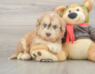 5 week old Mini Pomskydoodle Puppy For Sale - Windy City Pups