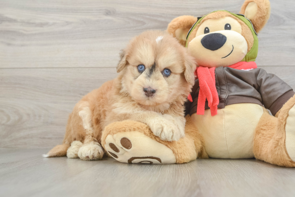 Mini Pomskydoodle Puppy for Adoption