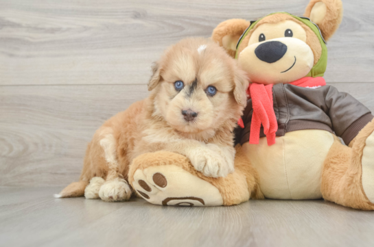 Mini Pomskydoodle Puppy for Adoption