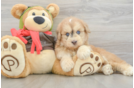 Hypoallergenic Mini Pomskydoodle Poodle Mix Puppy