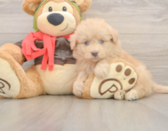 5 week old Mini Pomskydoodle Puppy For Sale - Windy City Pups