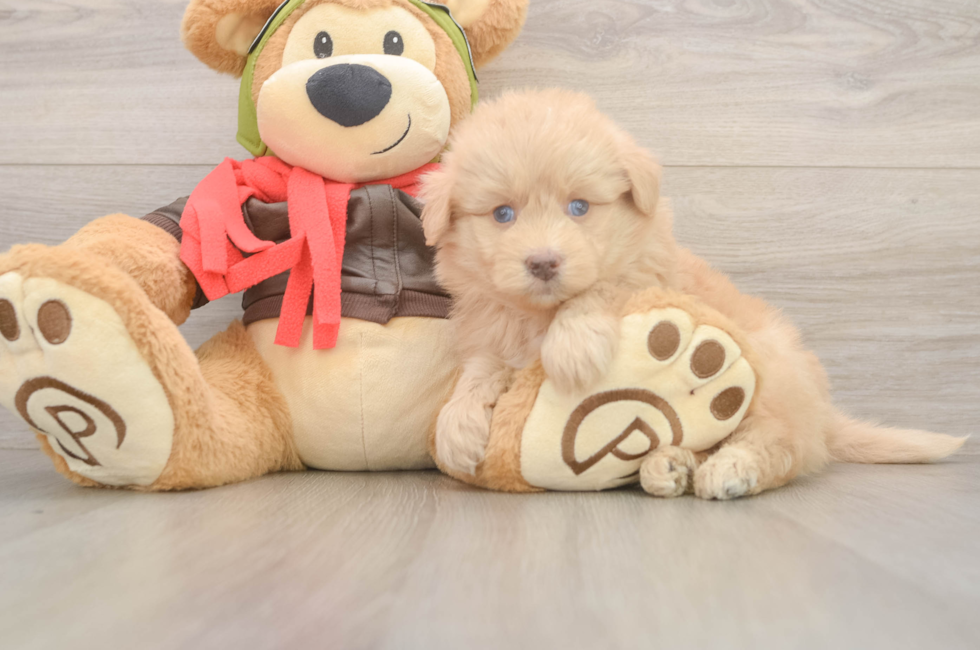 5 week old Mini Pomskydoodle Puppy For Sale - Windy City Pups