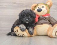 5 week old Mini Pomskydoodle Puppy For Sale - Windy City Pups