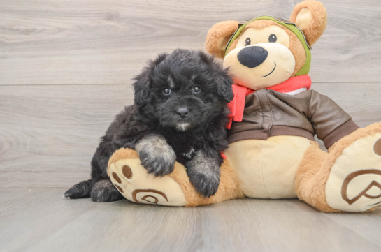 Mini Pomskydoodle Pup Being Cute