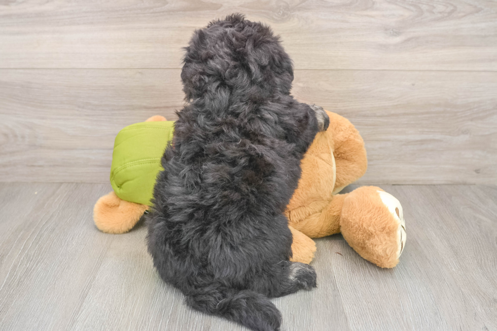 Mini Pomskydoodle Puppy for Adoption