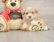 5 week old Mini Pomskydoodle Puppy For Sale - Windy City Pups
