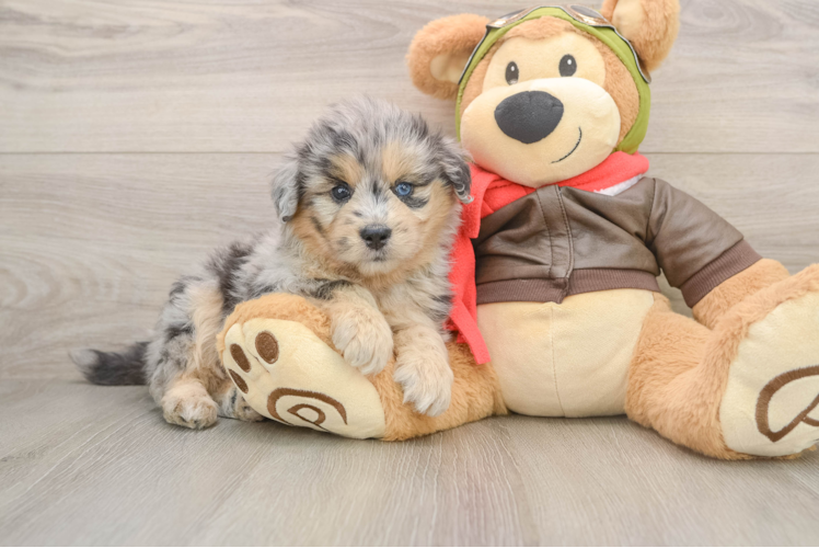 Mini Pomskydoodle Puppy for Adoption
