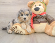 6 week old Mini Pomskydoodle Puppy For Sale - Windy City Pups