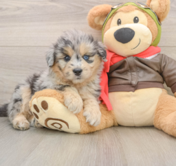 5 week old Mini Pomskydoodle Puppy For Sale - Windy City Pups