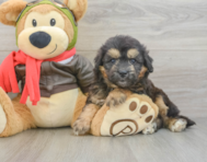 5 week old Mini Pomskydoodle Puppy For Sale - Windy City Pups