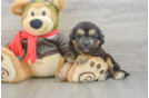 Mini Pomskydoodle Puppy for Adoption