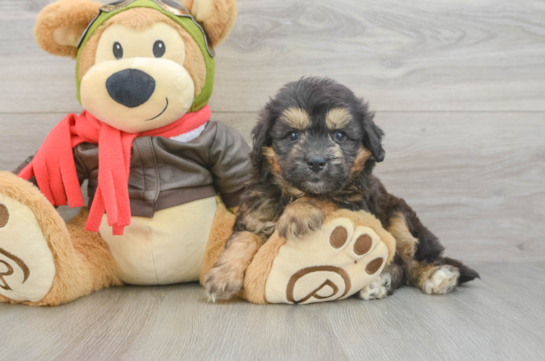 Mini Pomskydoodle Puppy for Adoption