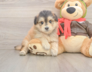 5 week old Mini Pomskydoodle Puppy For Sale - Windy City Pups