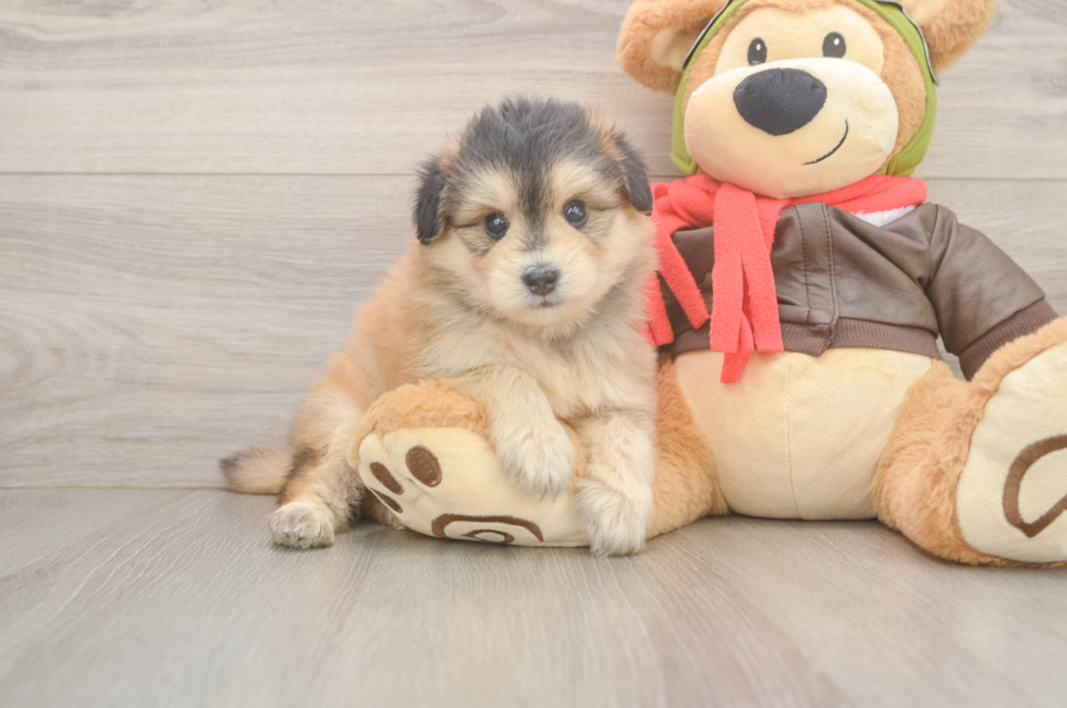 5 week old Mini Pomskydoodle Puppy For Sale - Windy City Pups