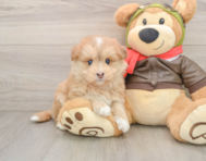 5 week old Mini Pomskydoodle Puppy For Sale - Windy City Pups