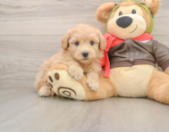 6 week old Mini Pomskydoodle Puppy For Sale - Windy City Pups