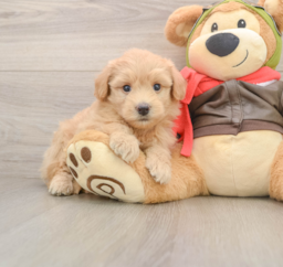 5 week old Mini Pomskydoodle Puppy For Sale - Windy City Pups