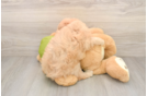 Fluffy Mini Pomskydoodle Poodle Mix Pup
