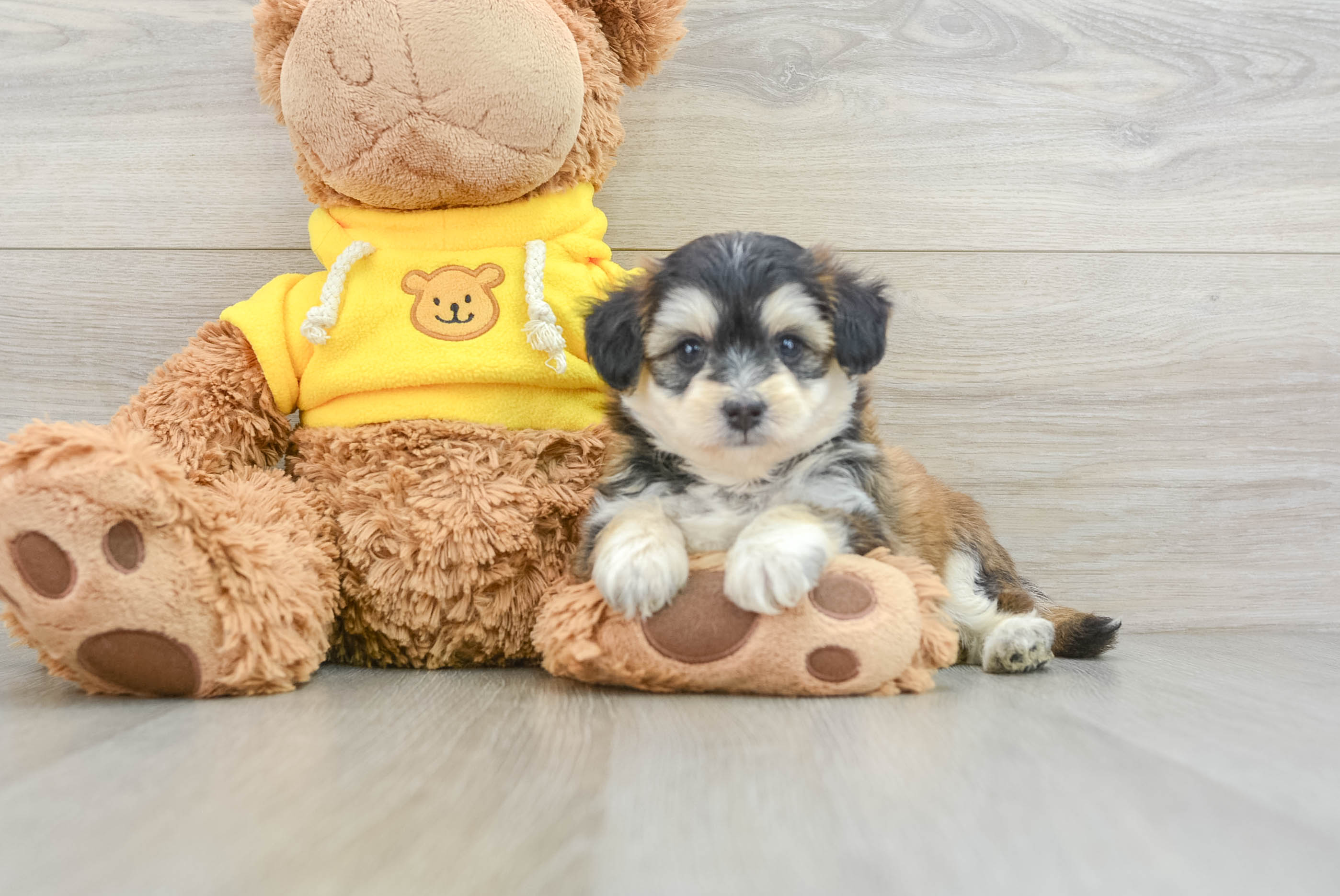 mini-pomskydoodle-juggernaut-