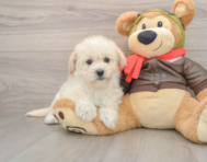 5 week old Mini Pomskydoodle Puppy For Sale - Windy City Pups