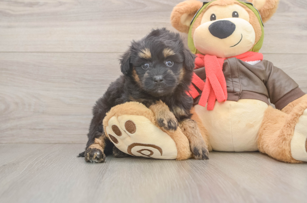 5 week old Mini Pomskydoodle Puppy For Sale - Windy City Pups