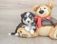 5 week old Mini Pomskydoodle Puppy For Sale - Windy City Pups