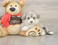 6 week old Mini Pomskydoodle Puppy For Sale - Windy City Pups